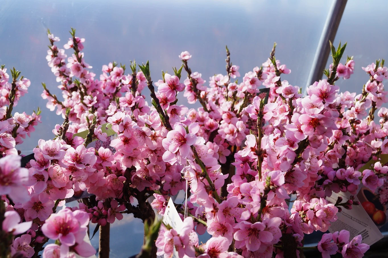 Zwergnektarine `Rubis® Necta ZeeⓈ´ Prunus Nucipersica – Bild 2