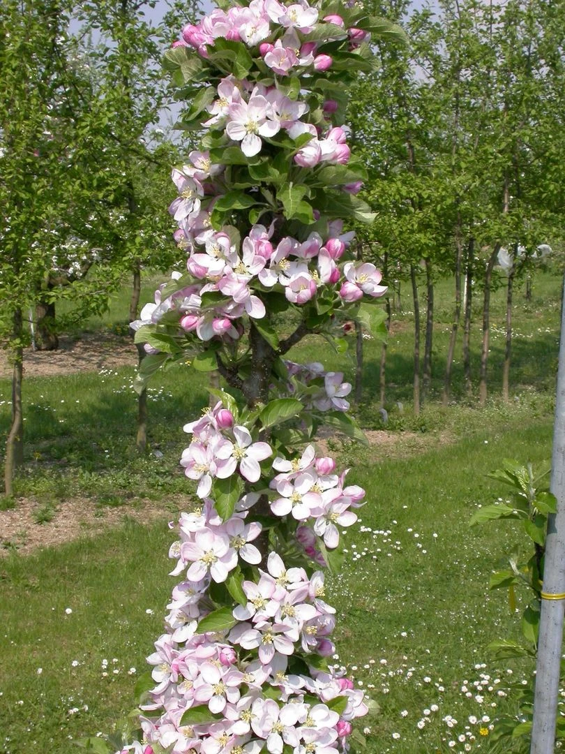 Säulenapfel `Rondo´ Malus Domestica `Rondo´ – Bild 2