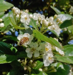 Apfeldorn Crataegus Lavallei `Carrierei´