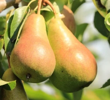 Harrow SweetⓈ Pyrus Communis `Harrow Sweet´ – Bild 2