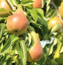 Harrow SweetⓈ Pyrus Communis `Harrow Sweet´