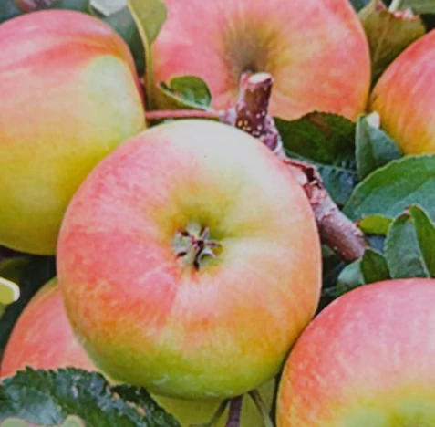 Delcorf (Delbarestival ®) Malus Domestica `Delcorf´ – Bild 2