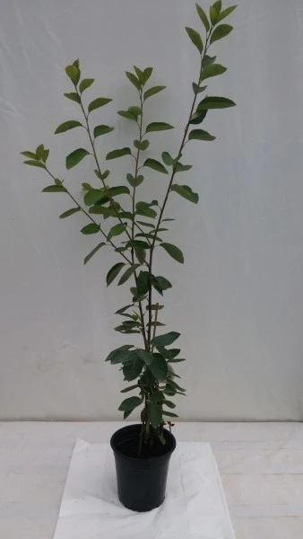 Prince William-Großfruchtige Felsenbirne Amelanchier `Prince William´ – Bild 6