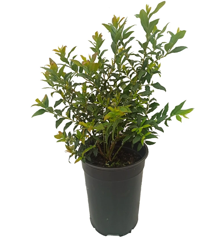 Heidelbeere `Hortblue Petite´ Kompakt Wachsend Vaccinum Corymbosum `Hortblue Petite´ – Bild 2