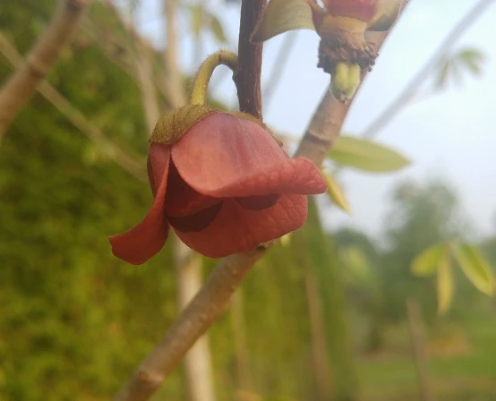 Indianerbanane (Paw Paw) Asimina Triloba – Bild 2