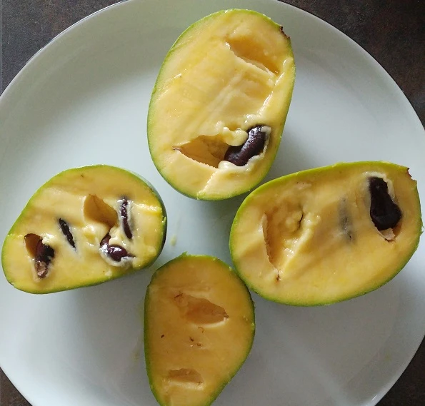 Veredelte Indianerbanane (Paw Paw) `Prima 1216´ (40-60cm) Asimina Triloba `Prima 1216´ – Bild 2