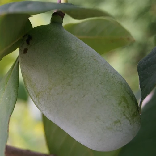 Veredelte Indianerbanane (Paw Paw) `Prima 1216´ (40-60cm) Asimina Triloba `Prima 1216´ – Bild 3