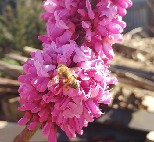 Judasbaum Cercis Siliquastrum – Bild 5