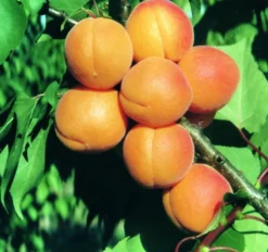 Aprikose `Kuresia´ (einjährige Pflanze) Prunus Armeniaca `Kuresia´