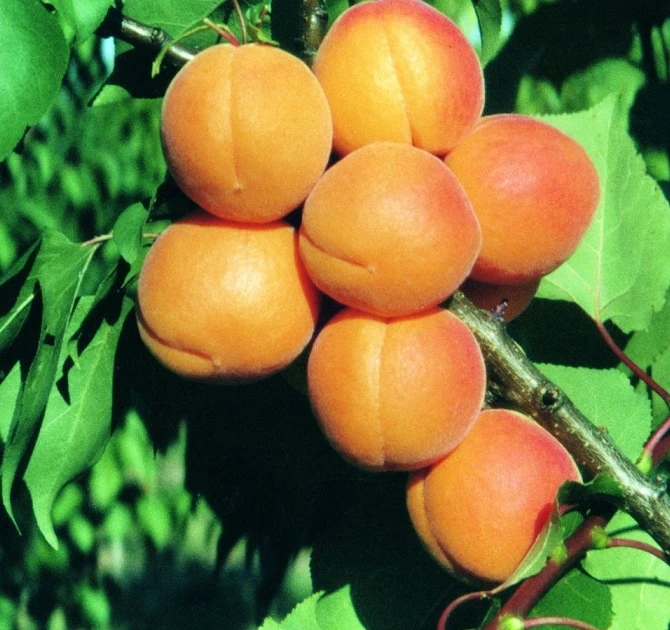 Aprikose `Kuresia´ (einjährige Pflanze) Prunus Armeniaca `Kuresia´