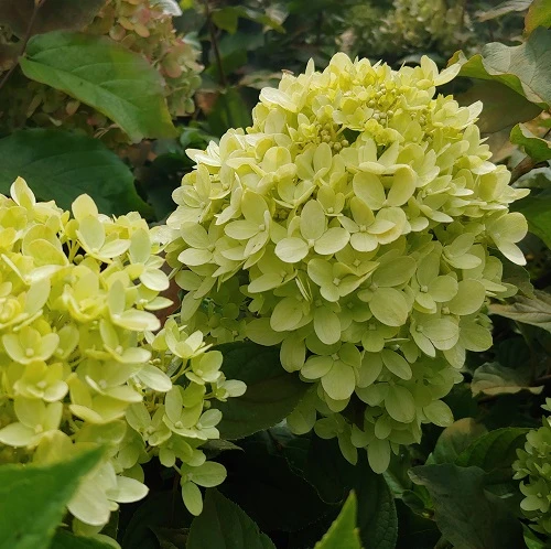 Rispenhortensie `Little Lime®´ Hydrangea Paniculata `Little Lime´ – Bild 2