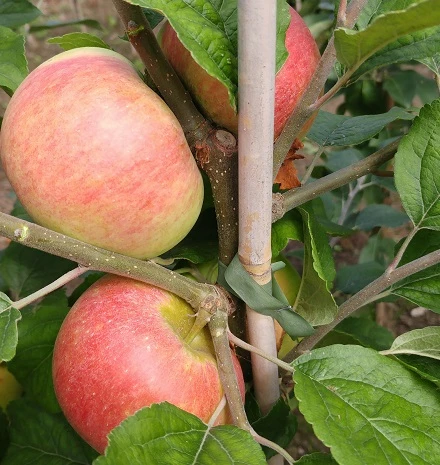 Prinz Albrecht Von Preußen Malus Domestica – Bild 4