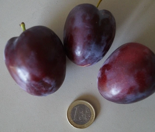 Rote Säulen-Mirabelle `Ruby´ Wurzelnackt Prunus Domestica Subsp. Syriaca `Ruby´ – Bild 2