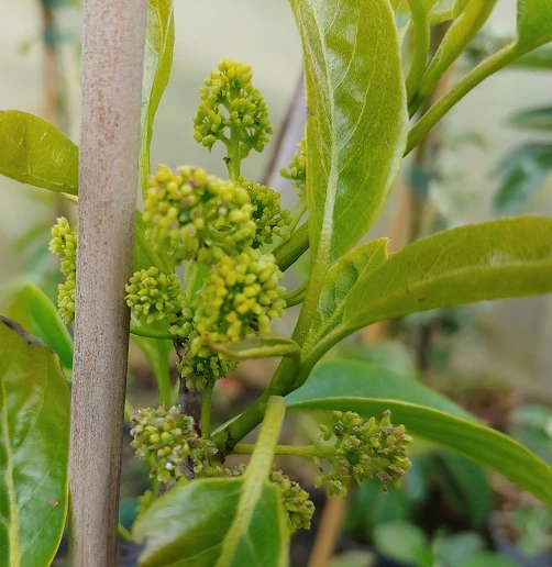 Schwarzer Tupelobaum Nyssa Sylvatica â Bild 2