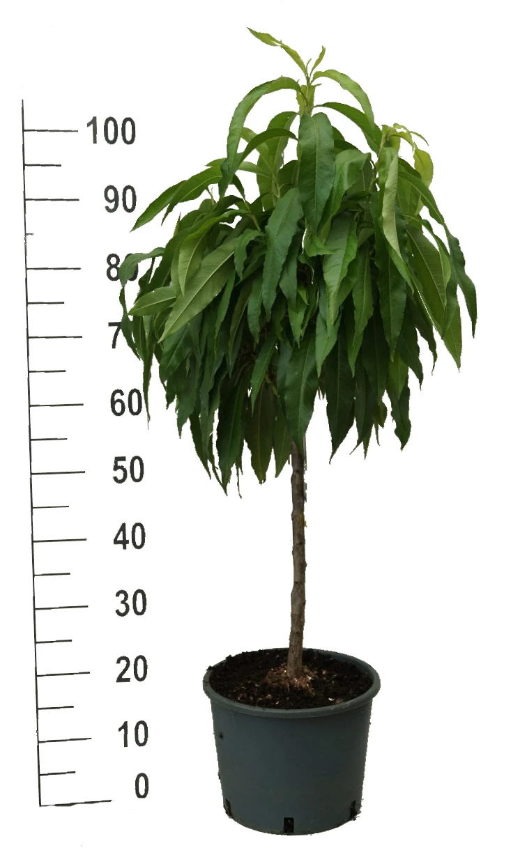 Zwergpfirsich `Bonanza´ Prunus Persica – Bild 4